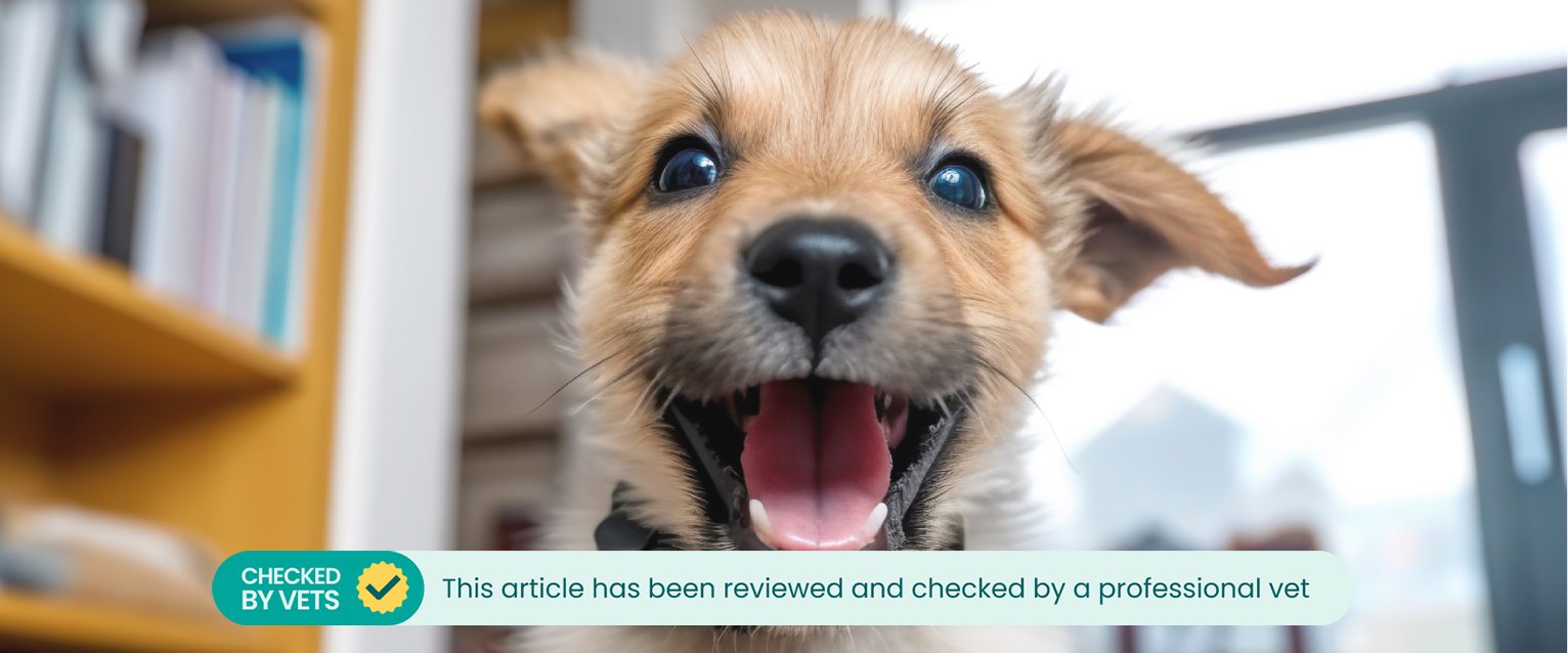 A puppy running around at home.