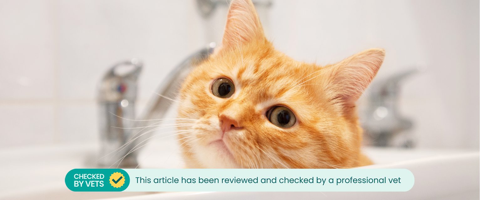 A ginger cat sitting in a bathroom sink