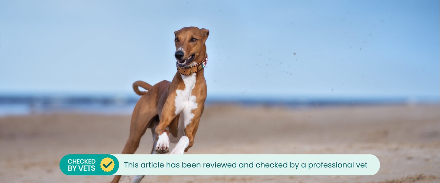A dog runs along the beach.