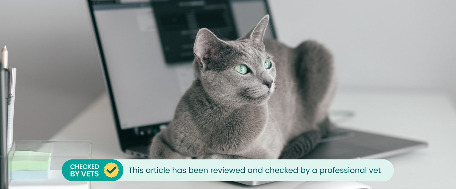 russian blue cat lying on an open laptop