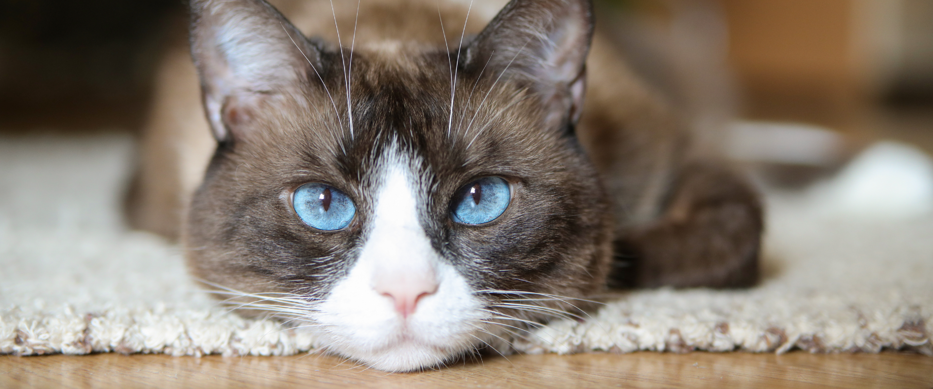 A Snowshoe cat lying down.