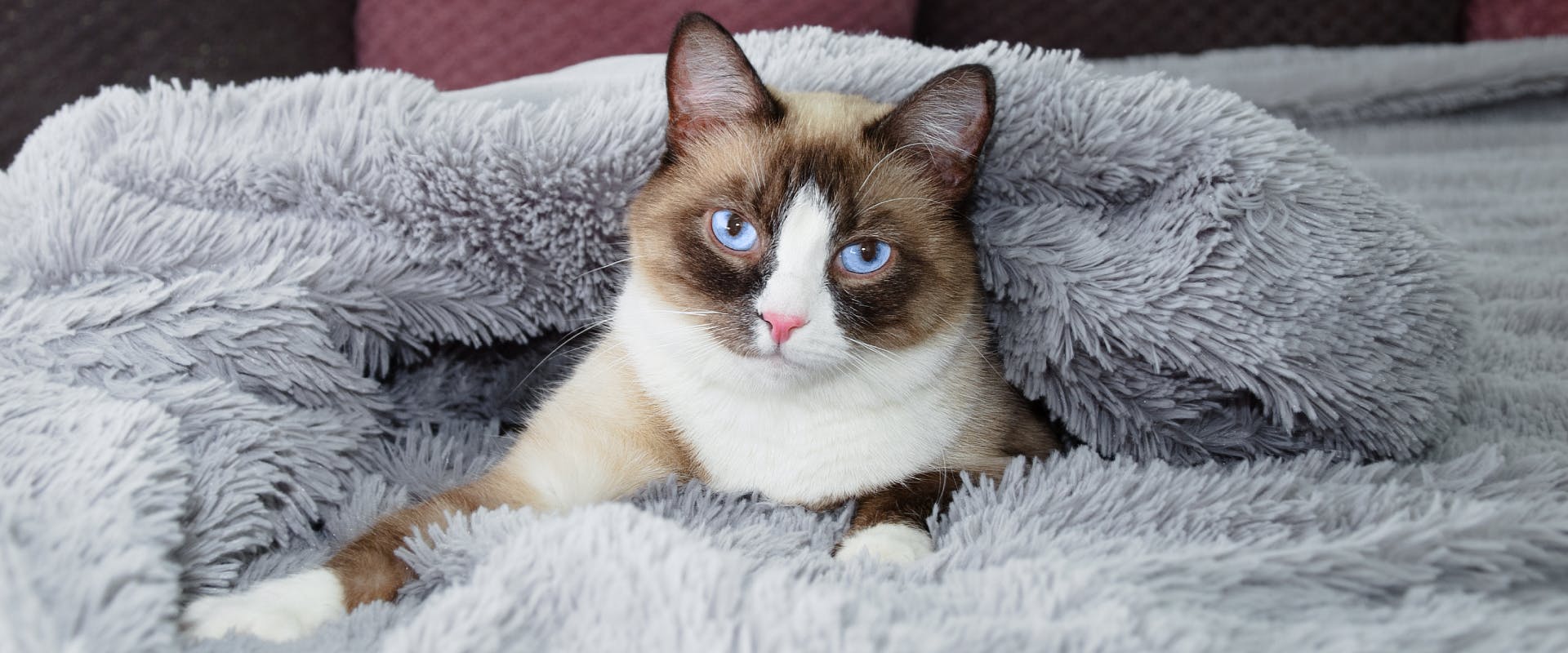 A Snowshoe cat snuggled up in a blanket.
