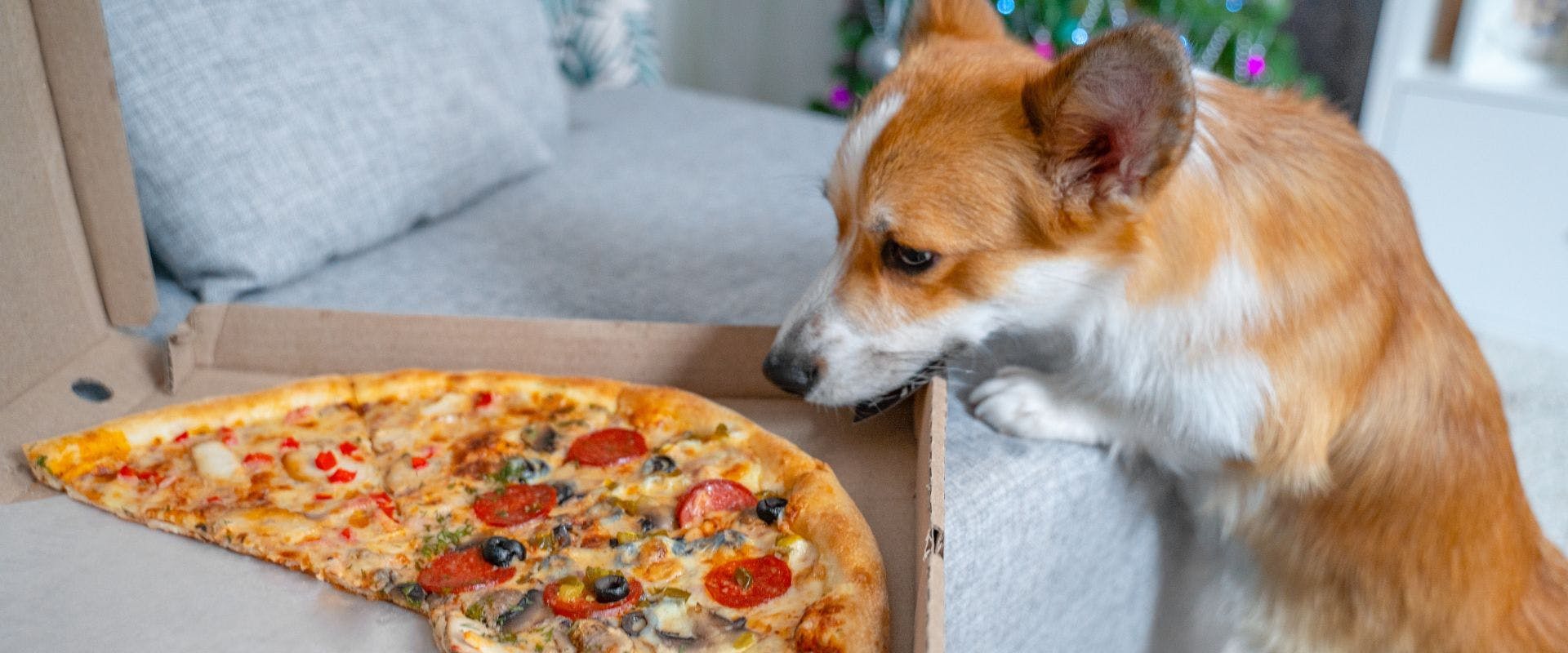 Corgi dog sniffing pepperoni pizza