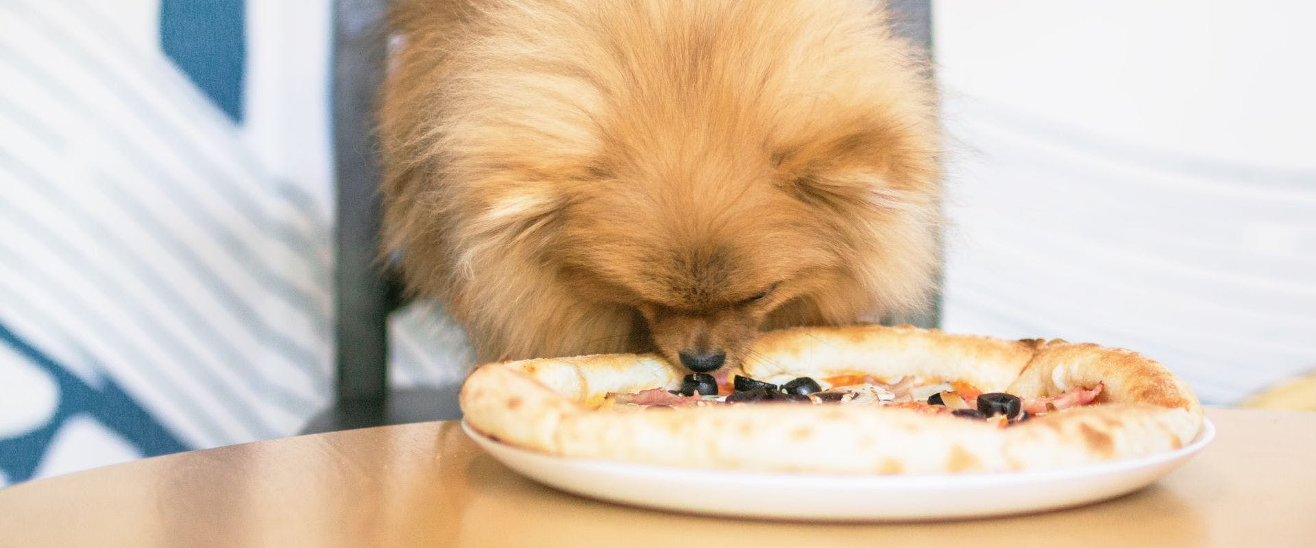 Pomeranian dog sniffing a pizza