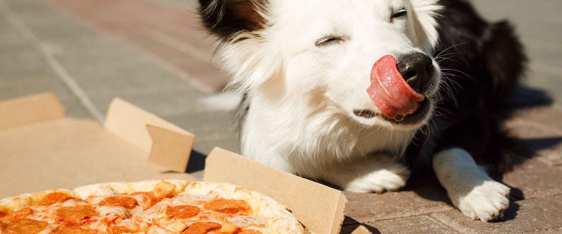Border Collie dog sitting next to pepperoni pizza outside