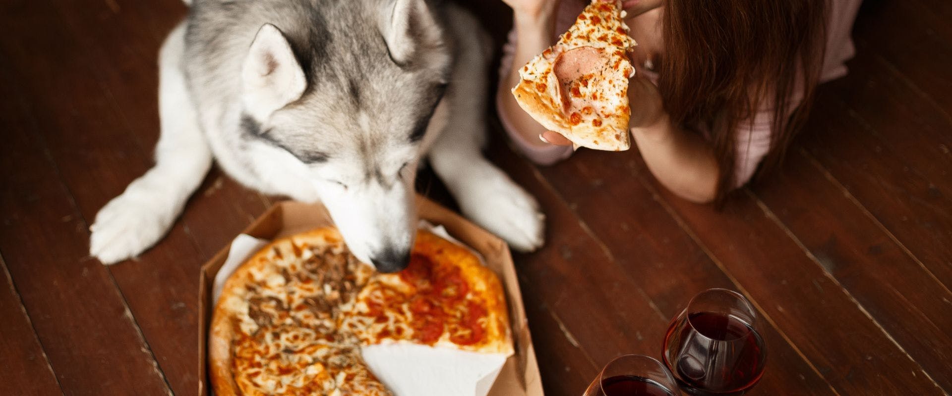 Husky dog sniffing pepperoni pizza with owner
