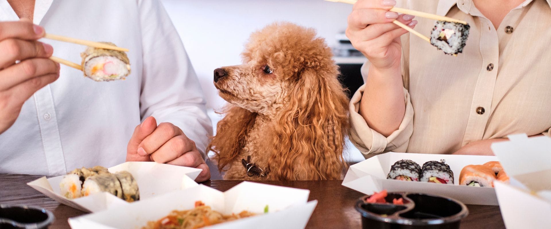 Poodle watching owners eat sushi
