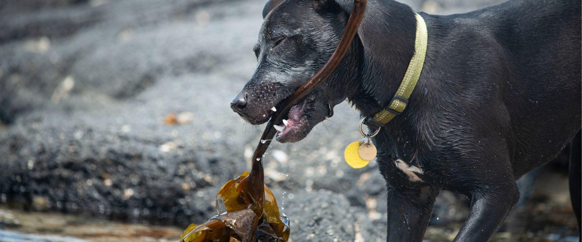 Black dog eating seaweed at the beach