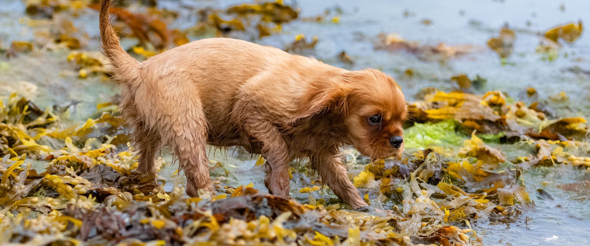 Puppy walking amongst seaweed at the beach