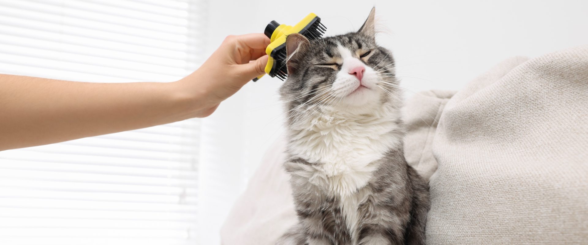 Hairball remedy on sale for cats butter