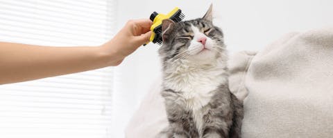 A cat being brushed by pet parent to reduce hairballs.