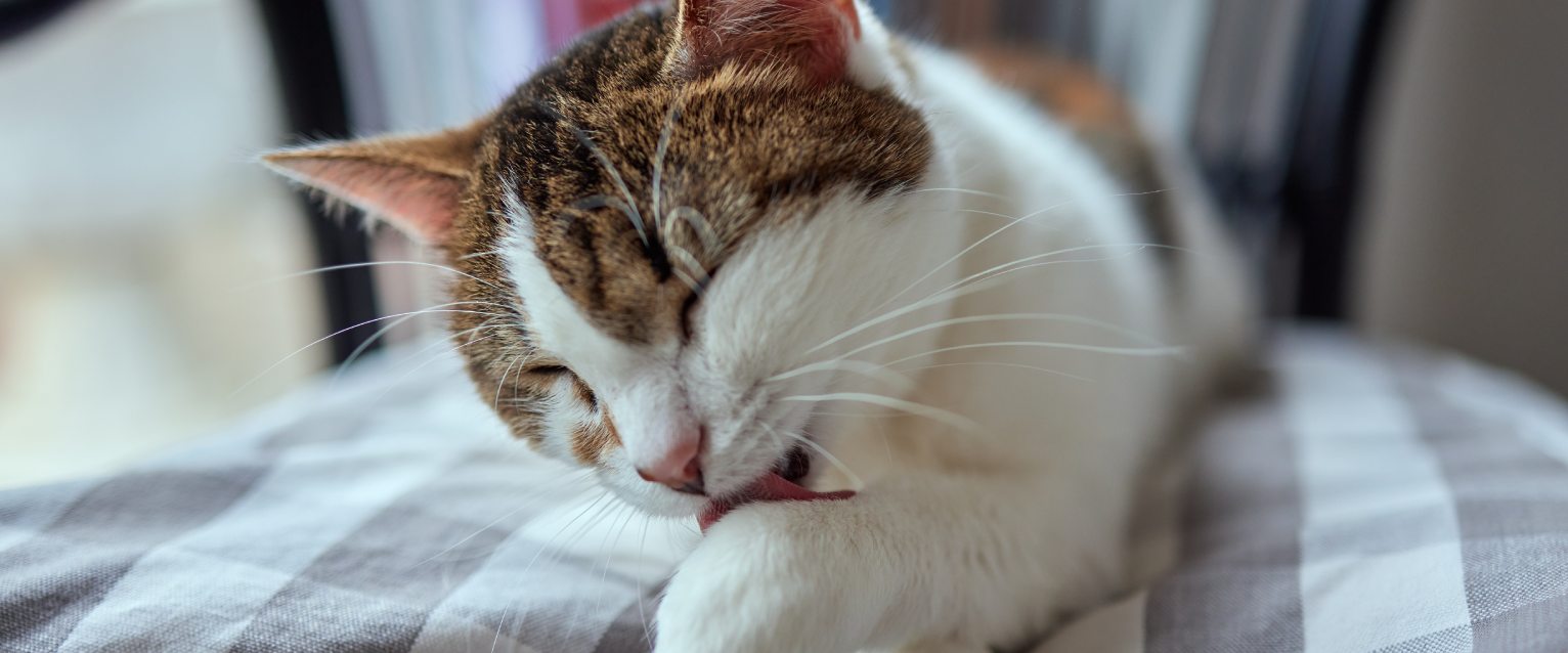 Understanding and Managing Cat Hairballs