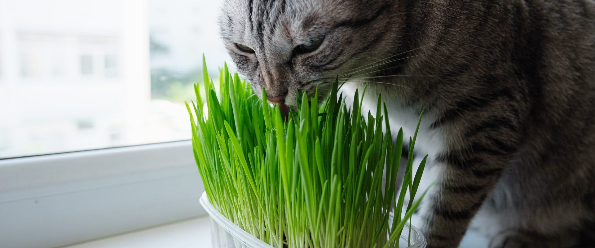Cat eating cat grass to aid the passage of a hairball.
