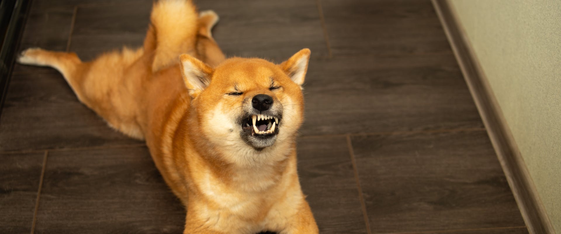 a shiba inu lying on a indoor wooden floor about to sneeze