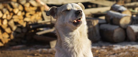 a large white dog sat outside next to stacks of lumber in the middle of a sneeze