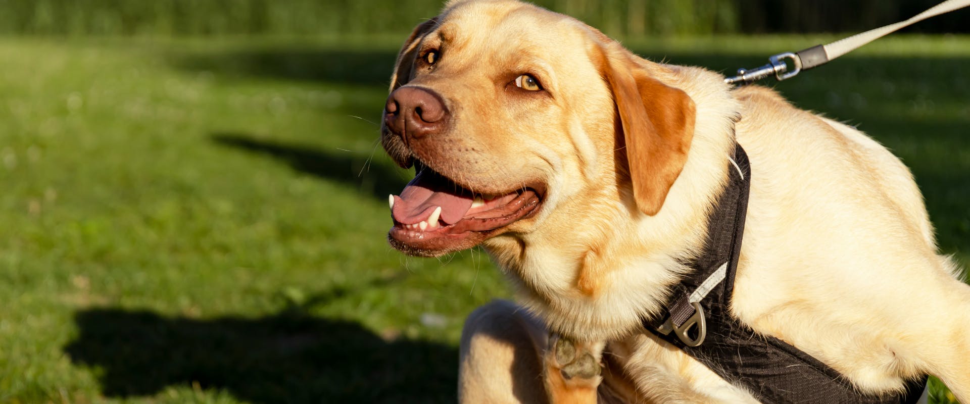 a yellow lab wearing a black harness scratching its body with a hind paw whilst sat on a patch of grass