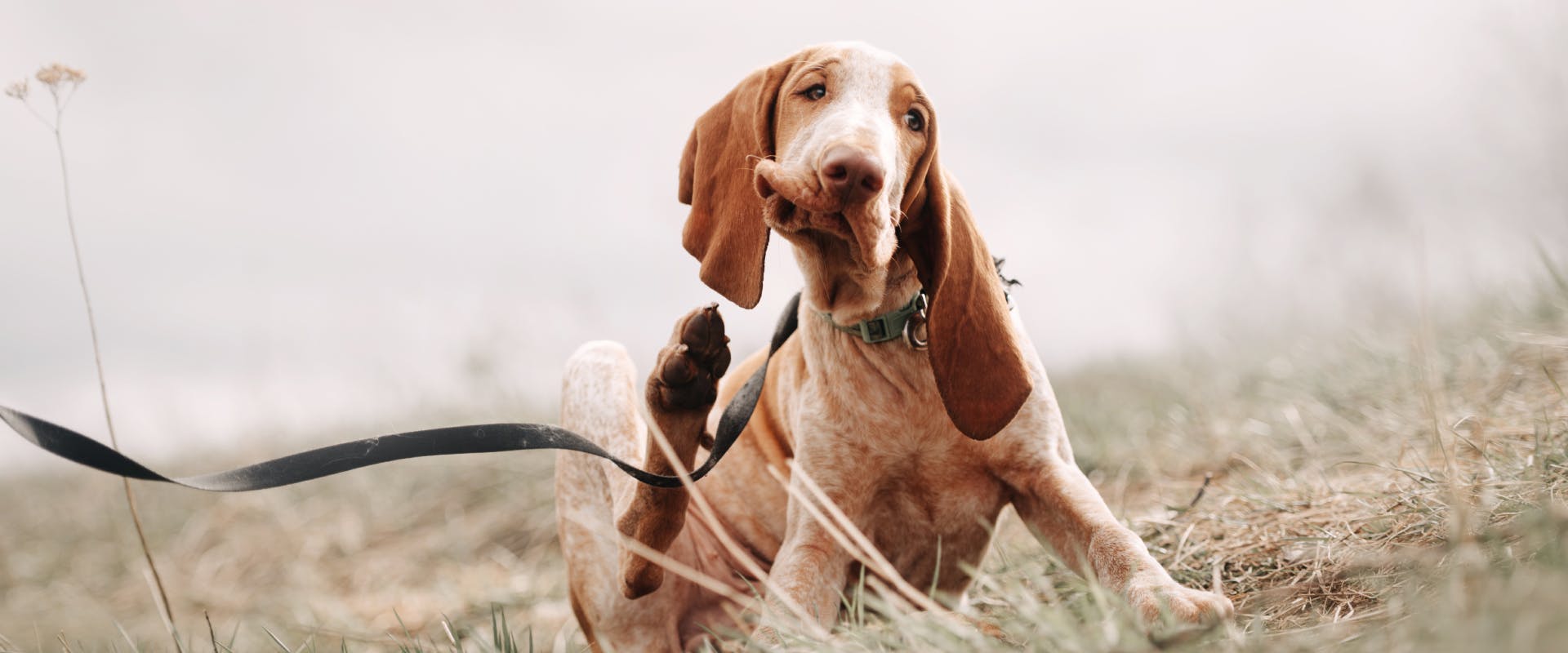 a basset hound sitting in a field of long grass scratching its face with its back paw