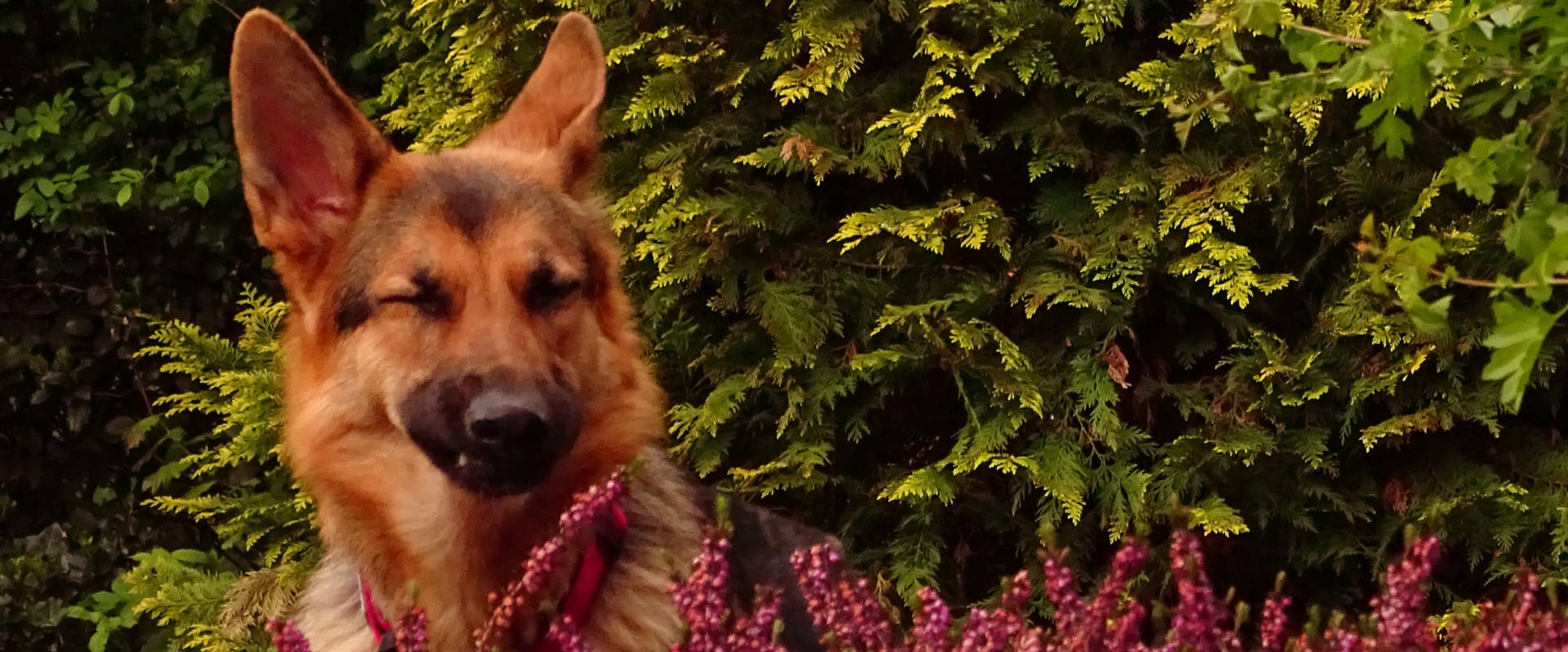a german shepherd sat next to bush of pink flowers closing its eyes as it's about to sneeze