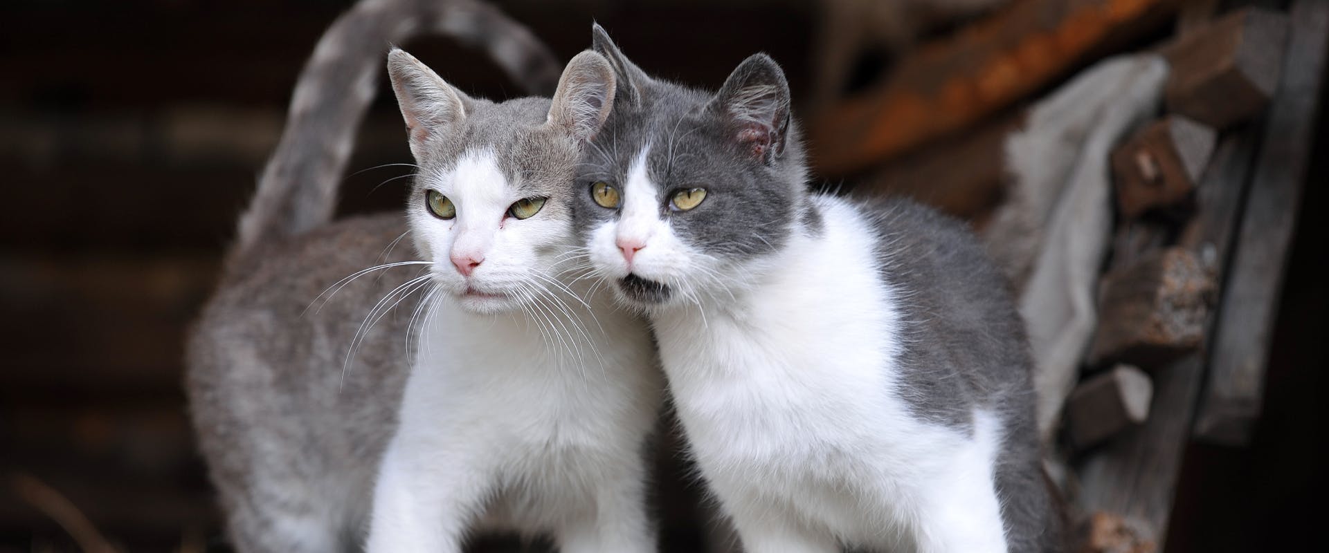 two gray and white cats stood in a barn doorway rubbing cheeks and look out past the camera