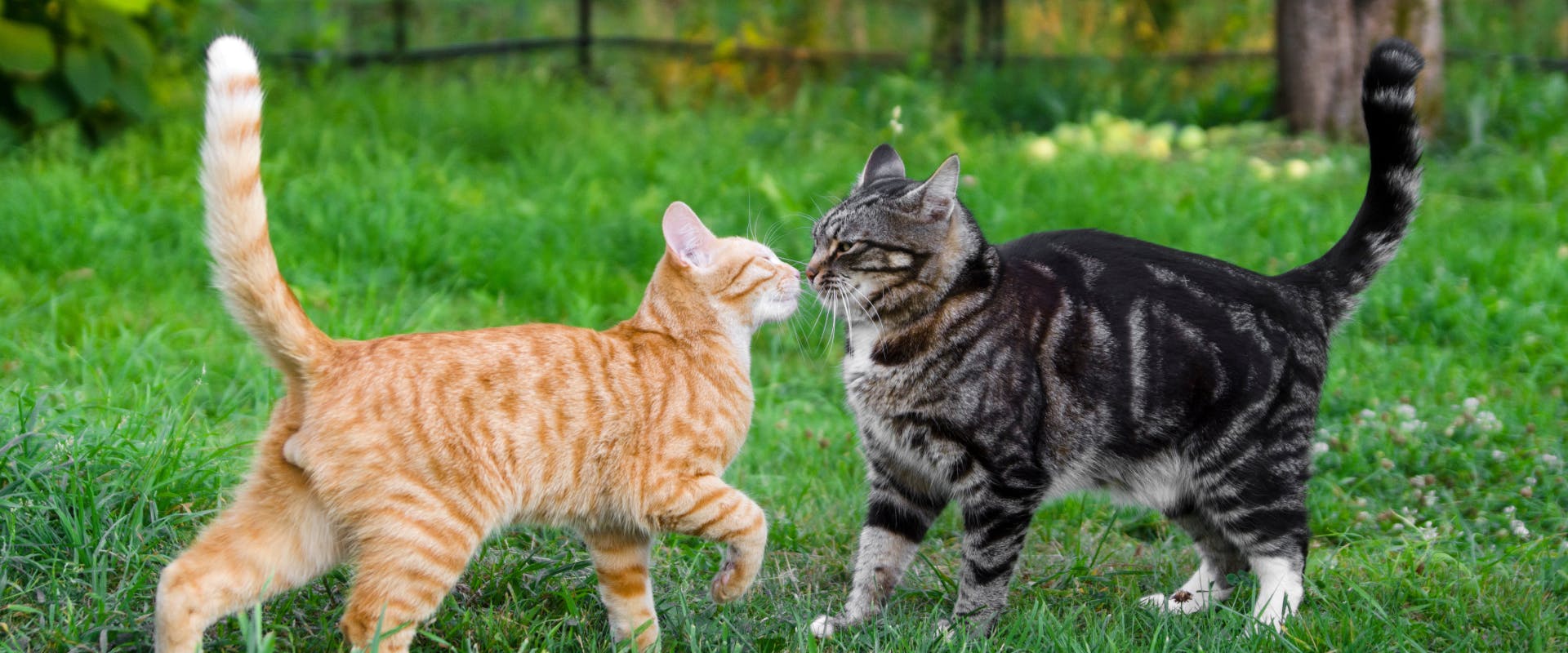 a ginger tabby and tabby cat greeting each other by touching noses in a field of grass