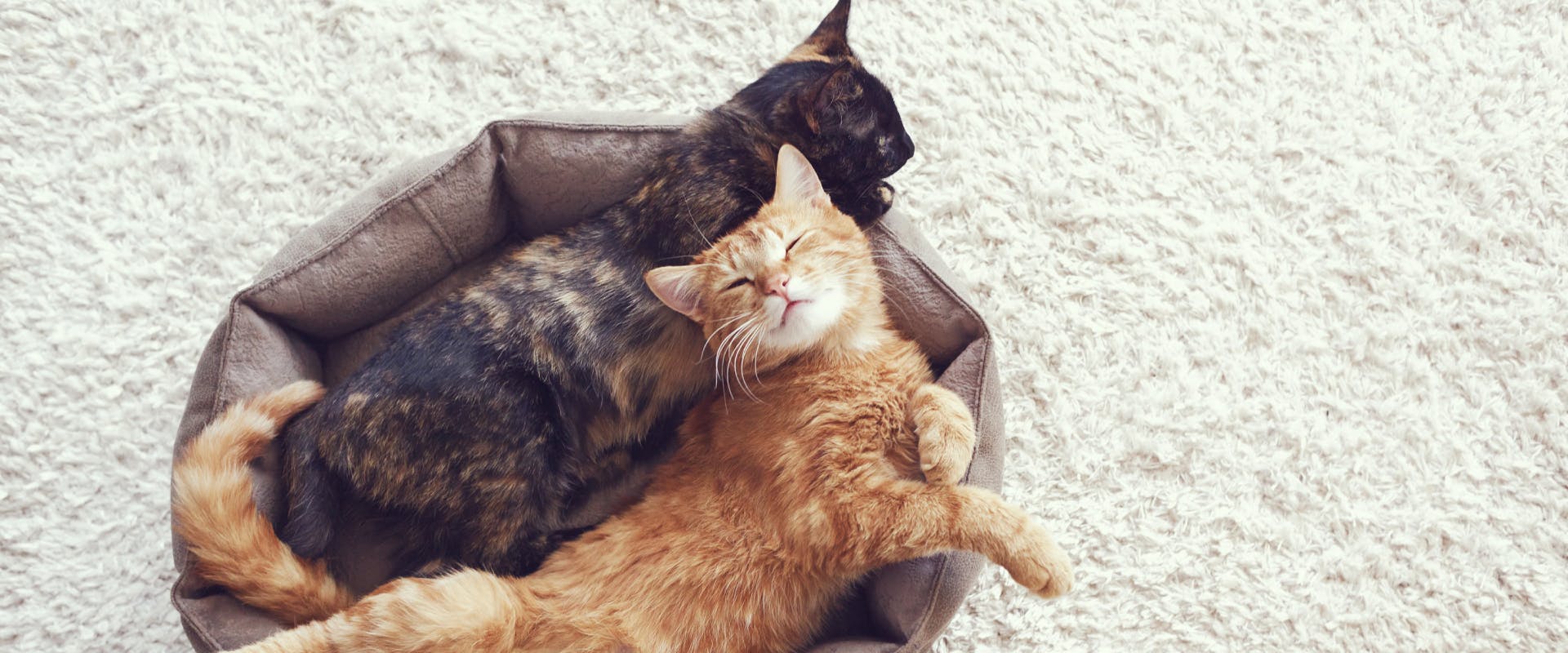 a tortoiseshell cat lying in a cat bed next to a ginger cat who is lying on its back in the cat bed