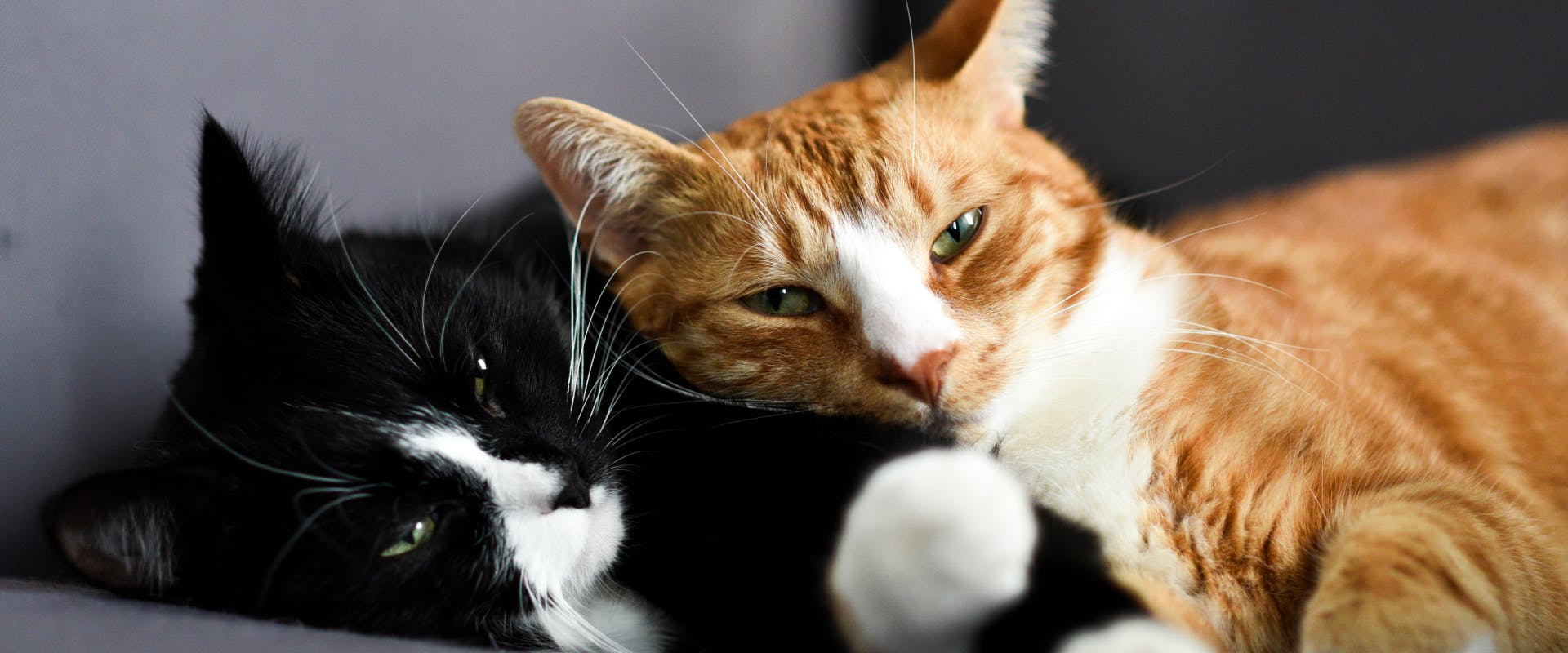 a ginger tabby lying on top of a tuxedo cat who is also lying down on a gray couch