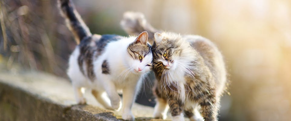 a short haired white and tabby cat bumping heads with a long haired white and tabby cat whilst walking along a stone wall