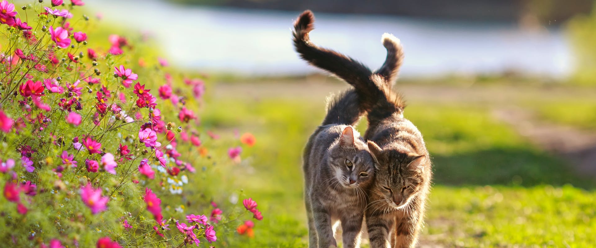 two tabby cats walking through a grass field next to some small pink flowers whilst rubbing against each other and entwining their tails