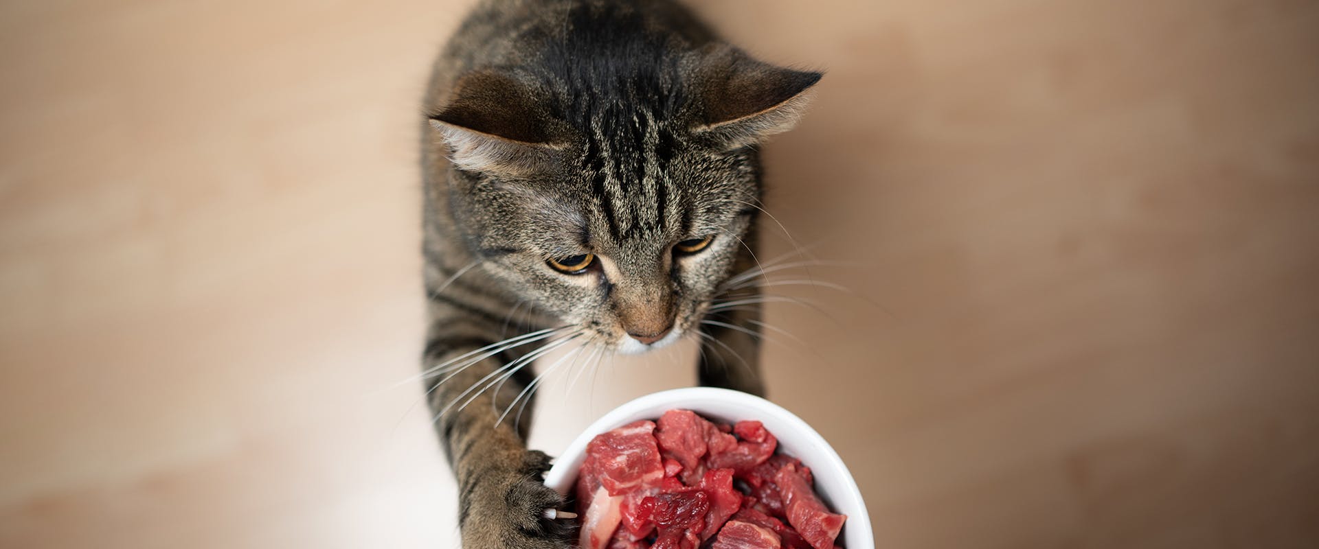 A cat pawing at his food bowl