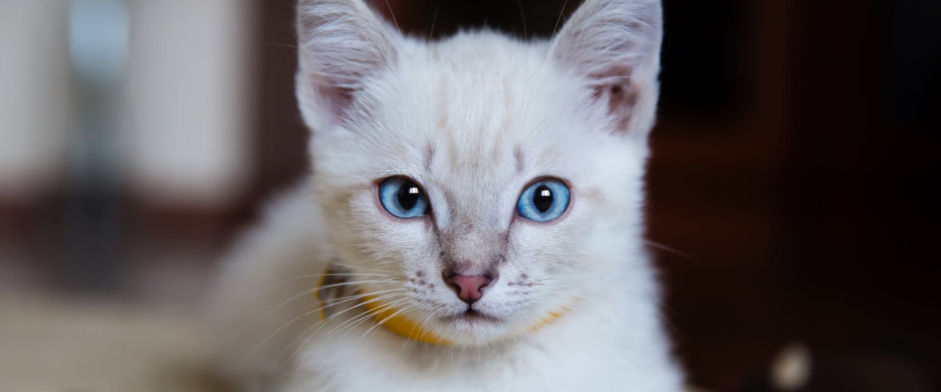 A kitten wearing a yellow collar.