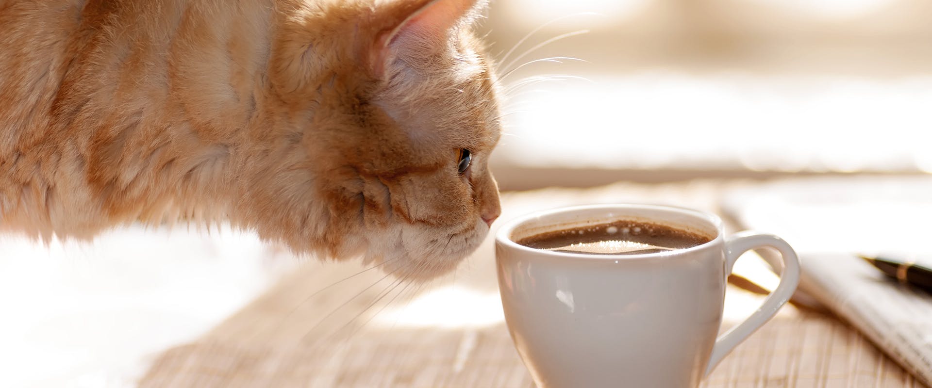 A cat sniffing a cup of coffee