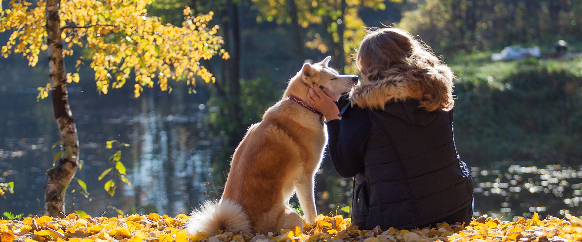 A woman sitting by a lake, stroking a Japanese Akita dog