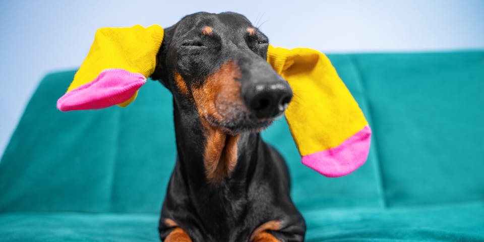 Dog with colorful socks on its ears.