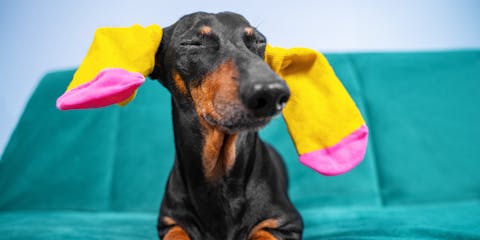 Dog with colorful socks on its ears.