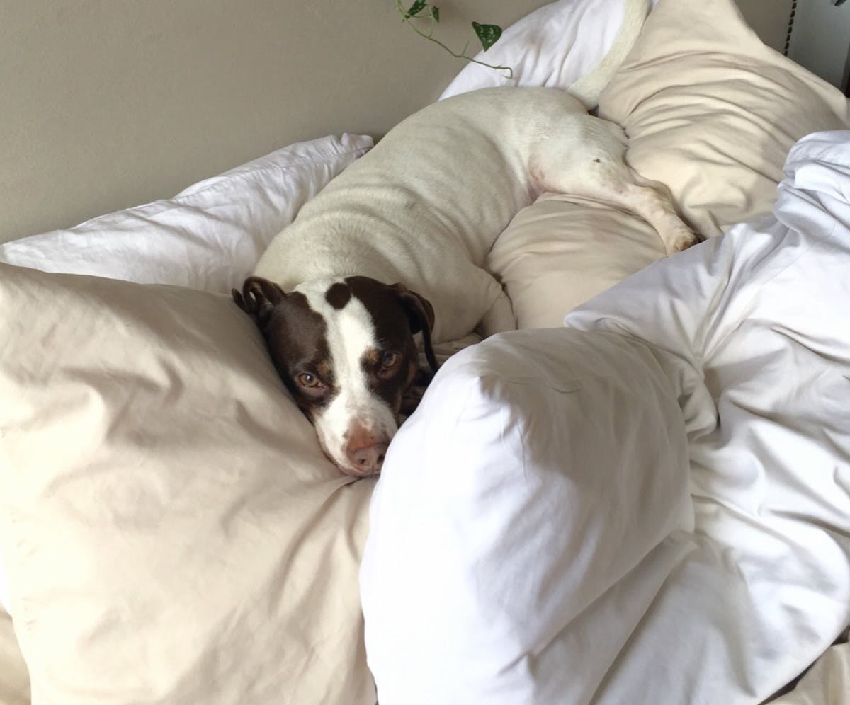Dog snuggled up in bed