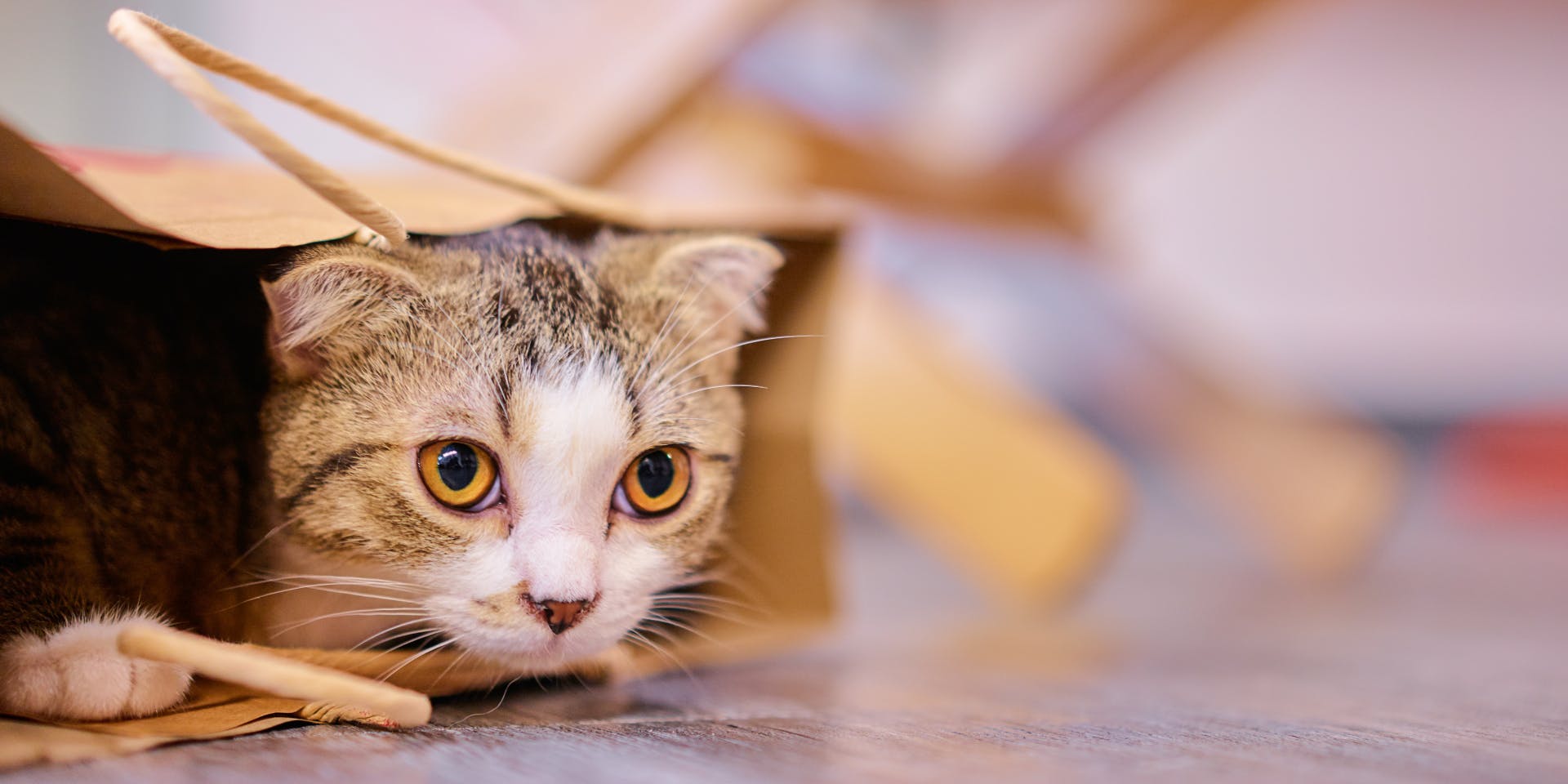 A tabby kitten hiding in a brown paper bag.