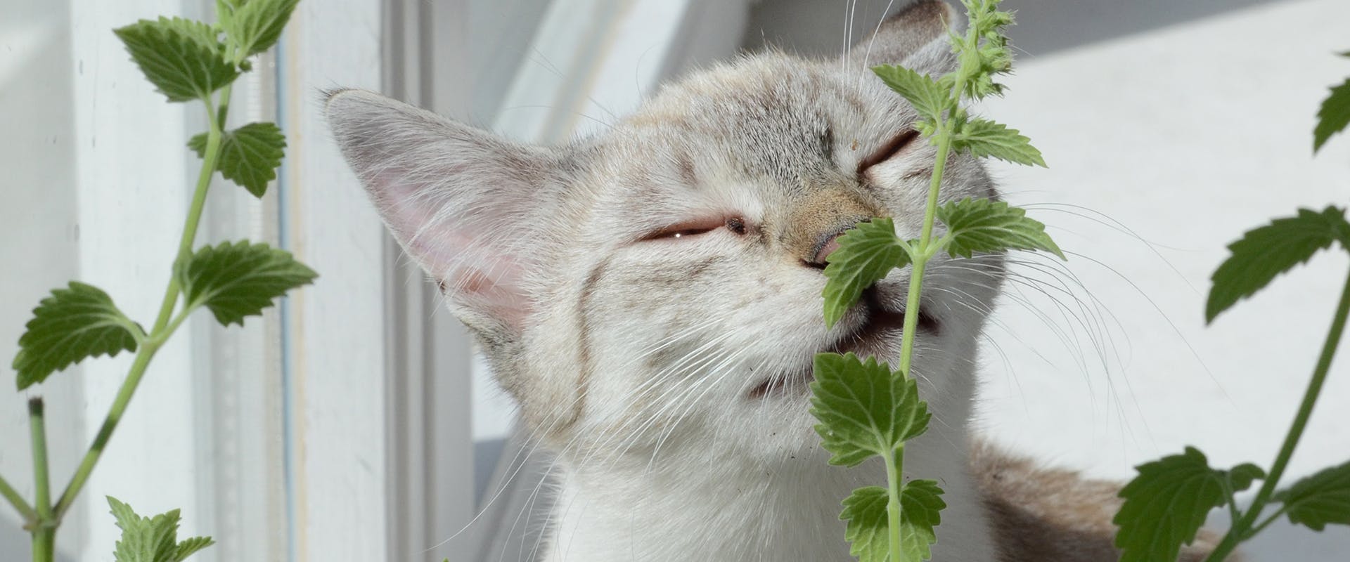 A cat smelling a catnip plant