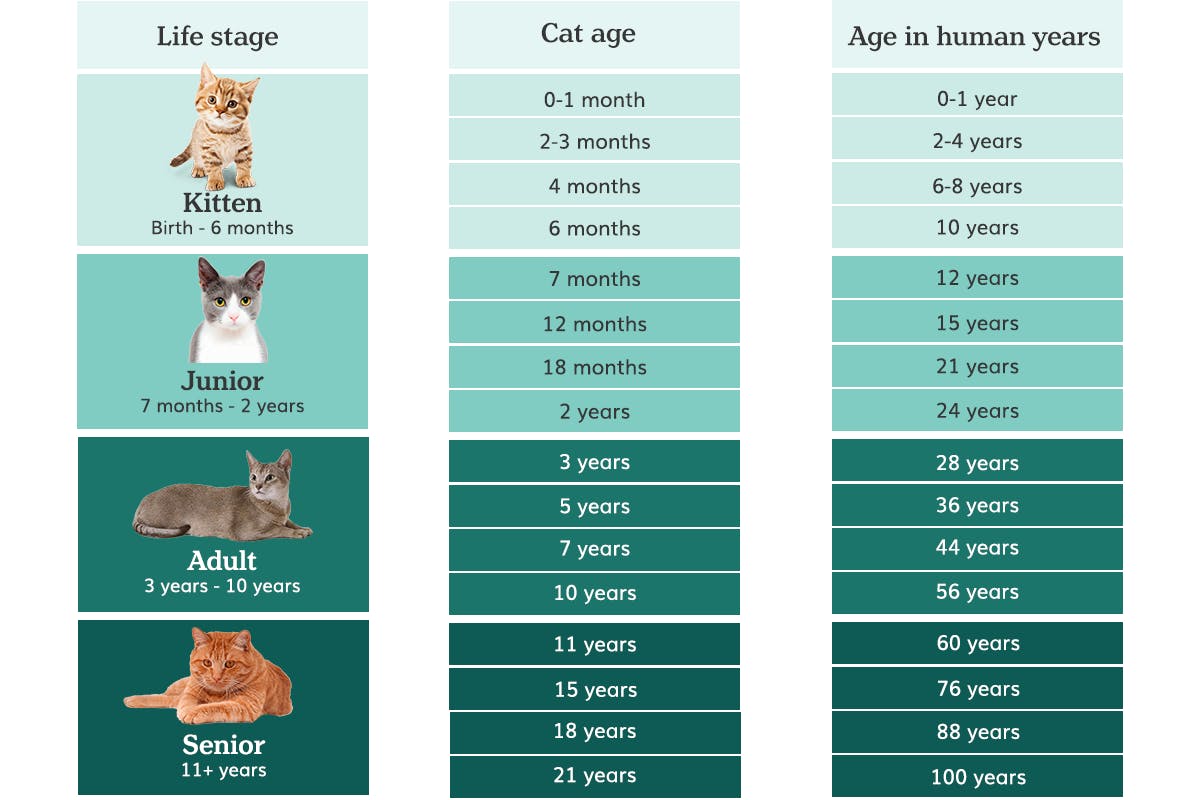 Cat years to human years converter