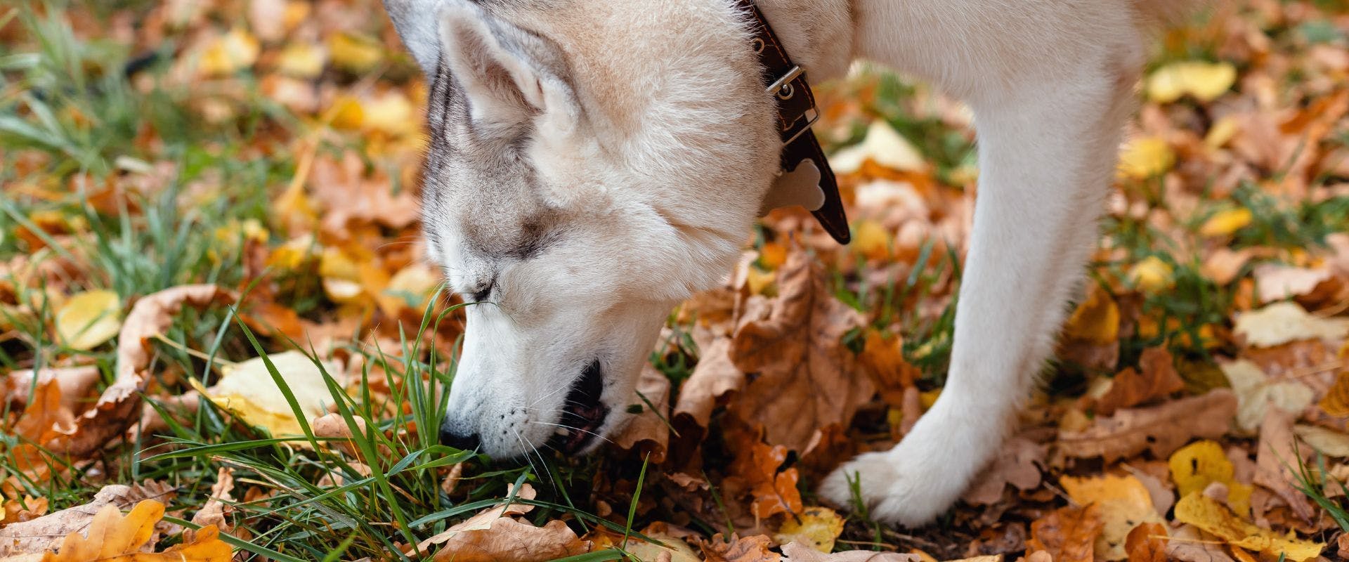 Husky dog sniffing woodland floor