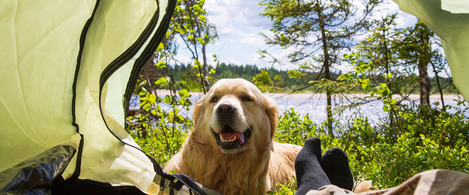 a golden retriever looking through the entrance of a tent pitched next to a lake