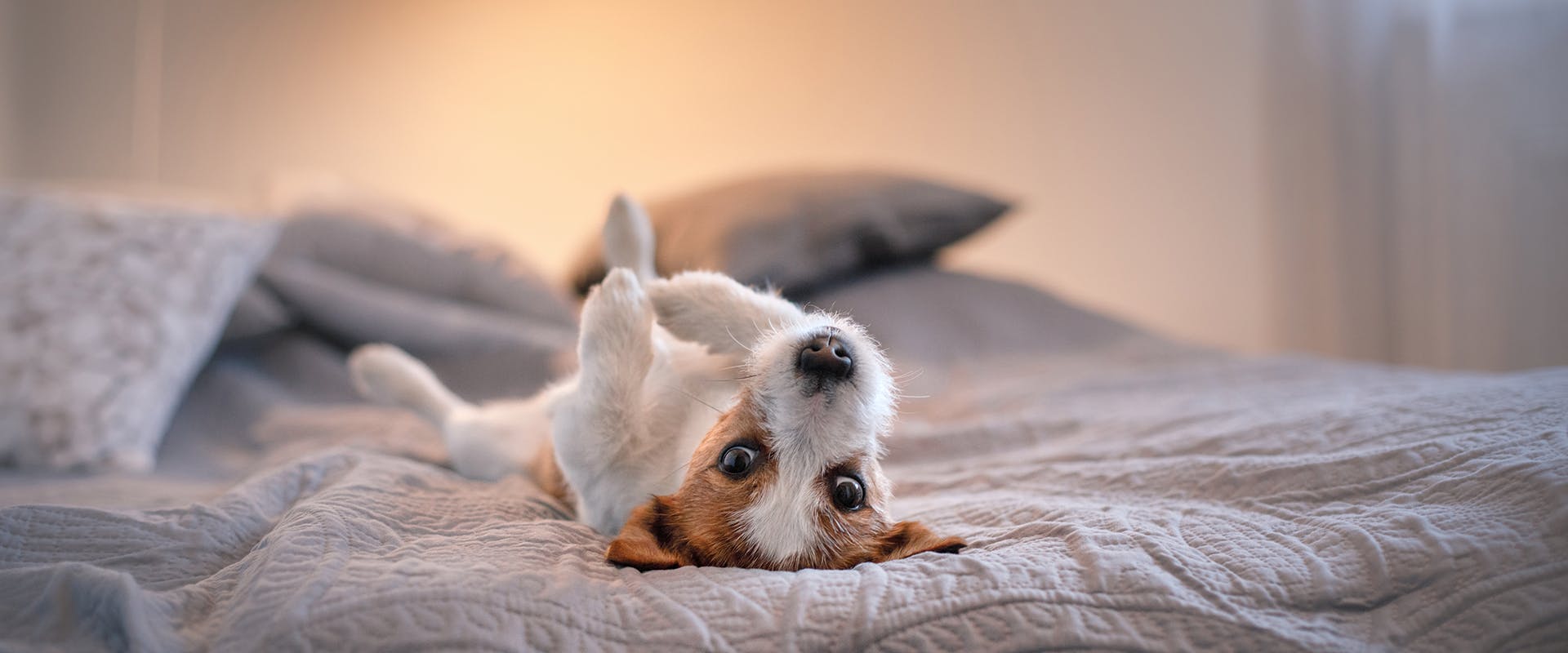 A cute Jack Russell puppy lying on its back on a white bed 