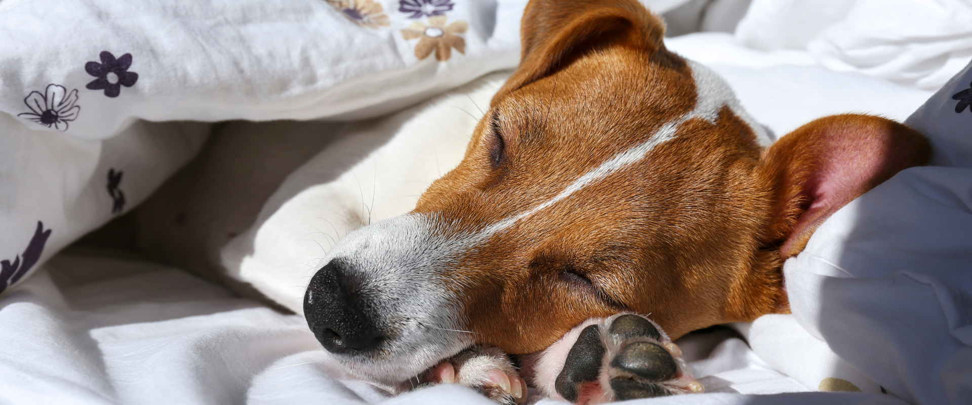 A dog sleeps in bed.