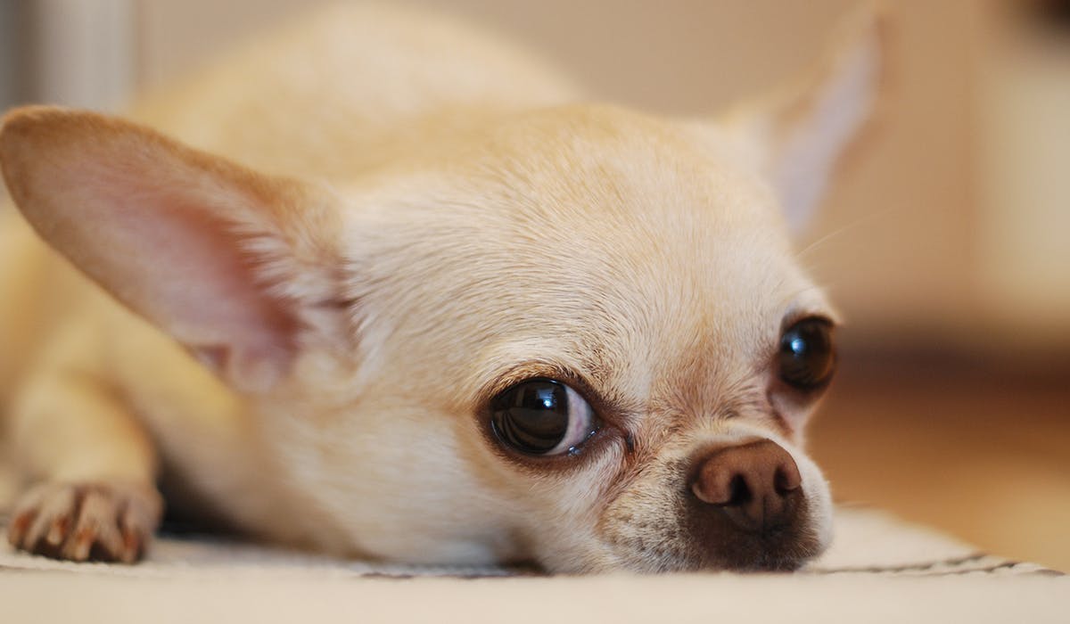 A white Chihuahua with his eyes wide open, laying on the floor 