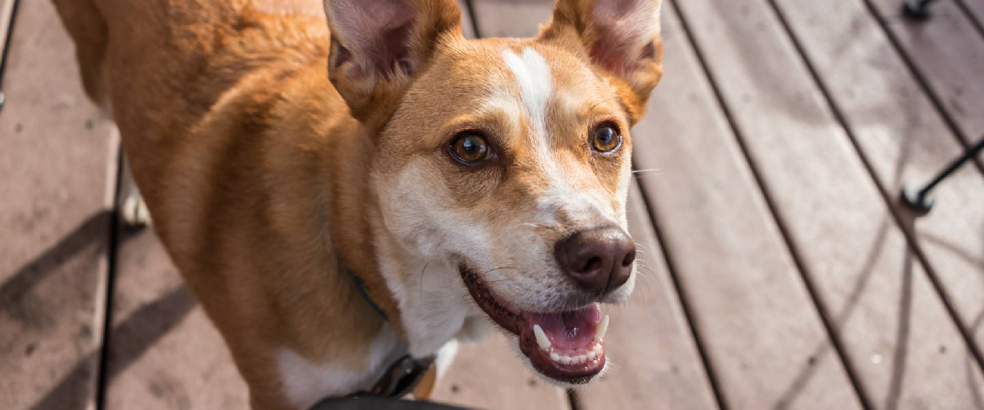 Australian Cattle Dogs Facts | TrustedHousesitters.com, image size:1920x800