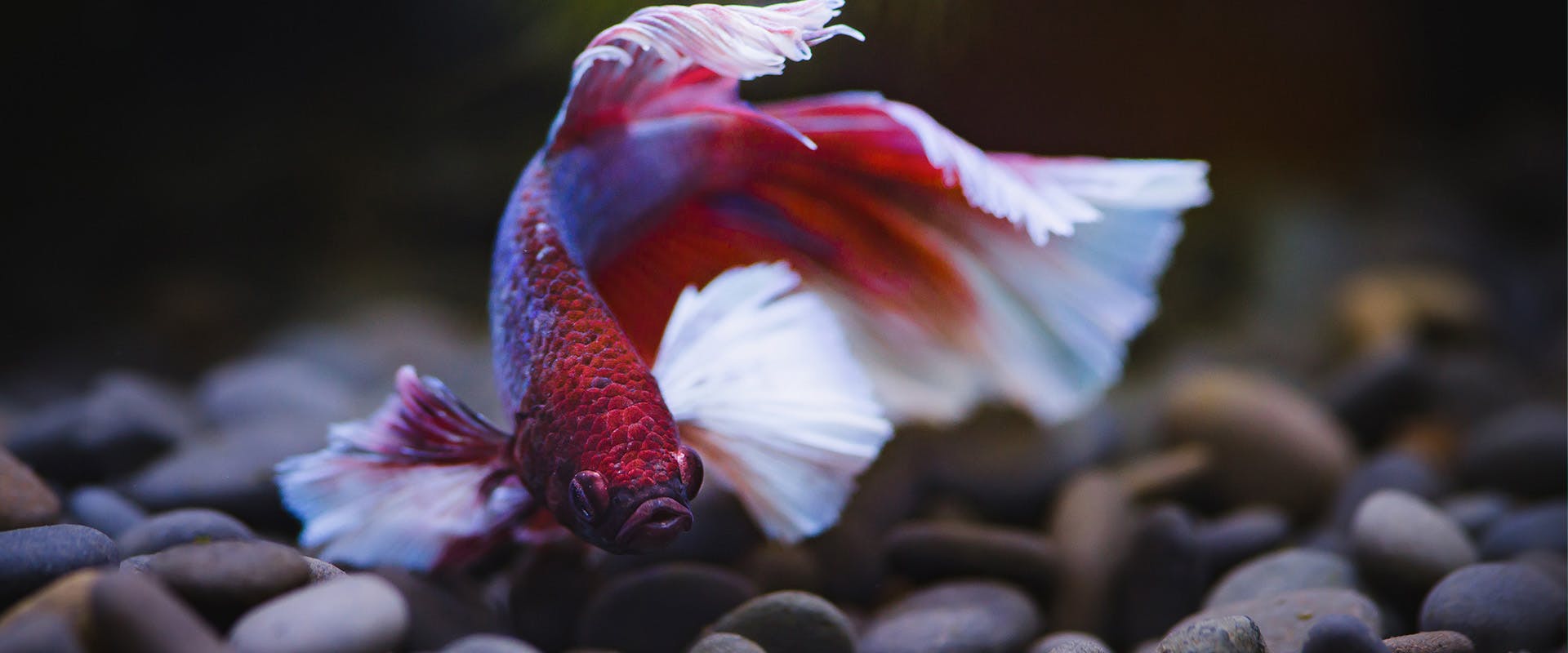 A red and white betta fish swimming in a tank