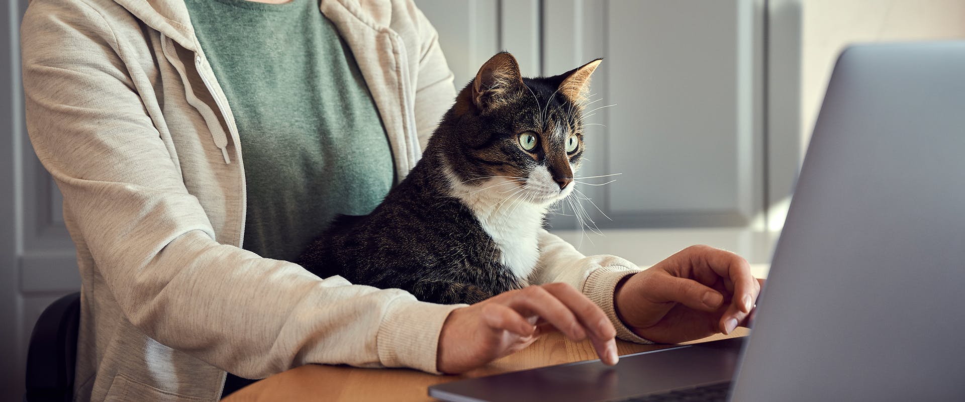 A person sitting in front of a laptop with a cat on their lap