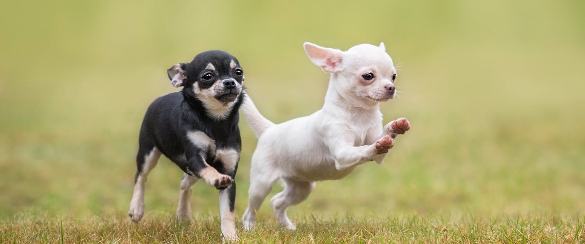 two small dogs running through a park