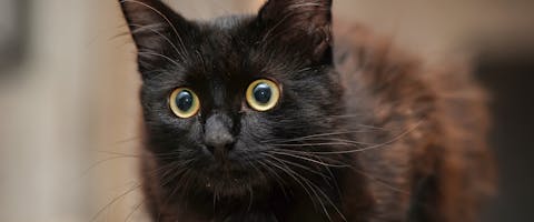 A Bombay black cat with wide copper eyes
