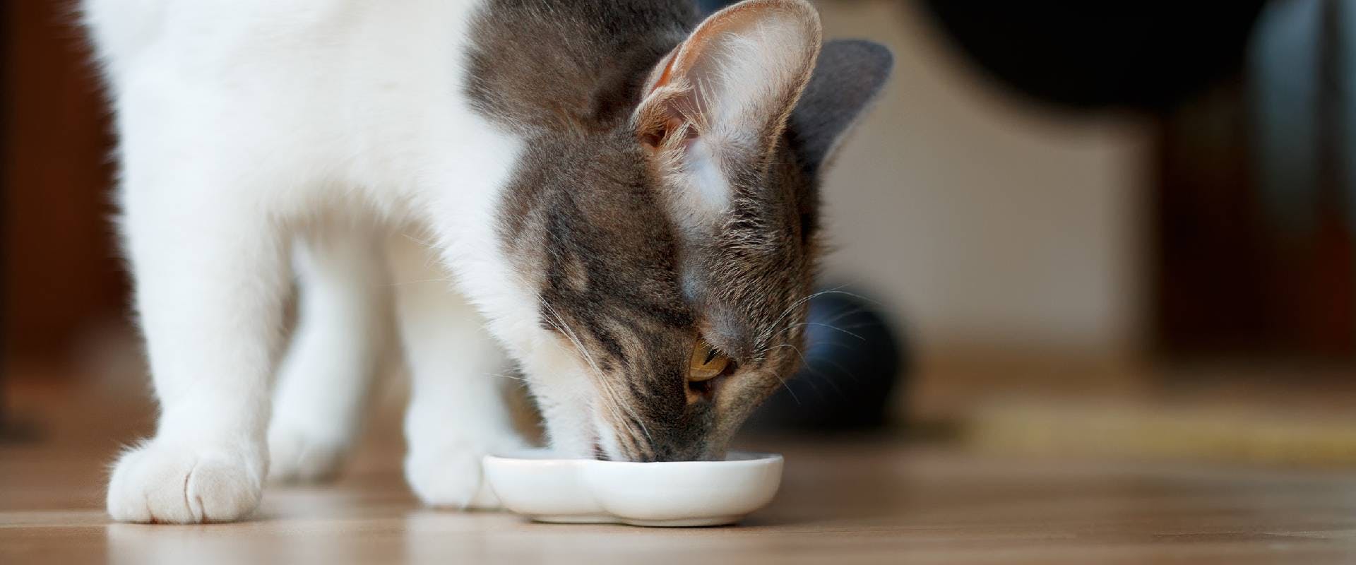 White and gray cat eating from a saucer
