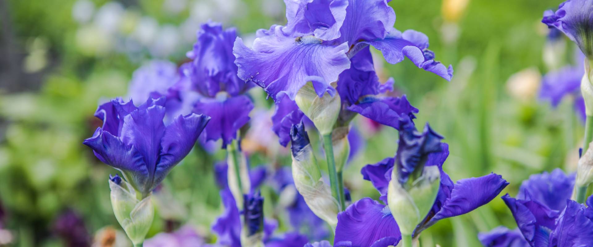 Is Iris Poisonous to Dogs?